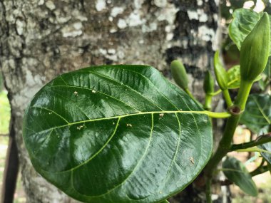 Doğal yeşil meyve yaprakları ve güzel desenler