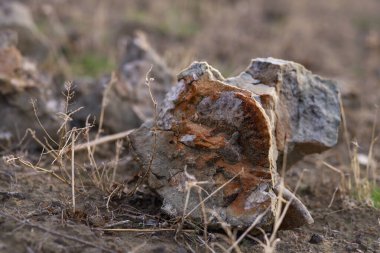 Ormandaki eski paslı bir metal kütüğün yakın çekimi.