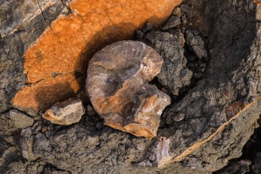 Yerdeki bir ağaç gövdesinin yakın plan çekimi.