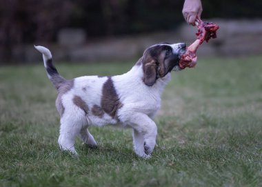 Köpek çiğ kemikleri çiğniyor, sağlıklı olmak için kusuyor..