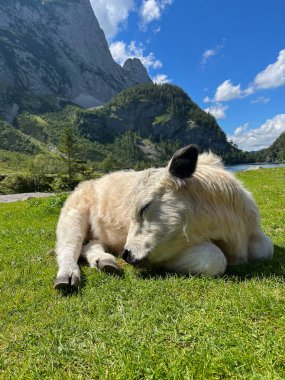 Yumuşak tüylü bir buzağı, Avusturya 'daki parlak mavi gökyüzünün altındaki görkemli Dachstein dağlarıyla çevrili Gosausee Gölü' nün kenarındaki çimenli bir çayırda huzur içinde dinleniyor..