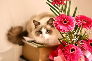 Pembe Gerbera çiçeklerinin yanında oyuncak kedi oturuyor.
