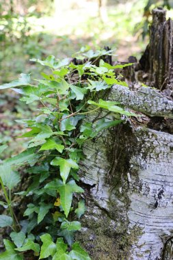 Ivy vine growing on mossy tree stump in forest. clipart