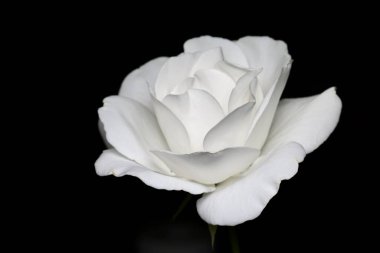 Siyah arkaplanda beyaz gül