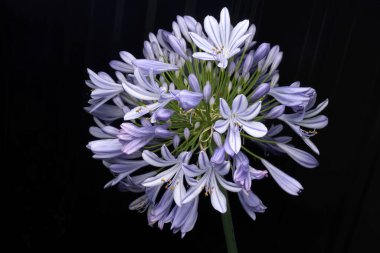 Violet lily of the Nile in full bloom against black background clipart