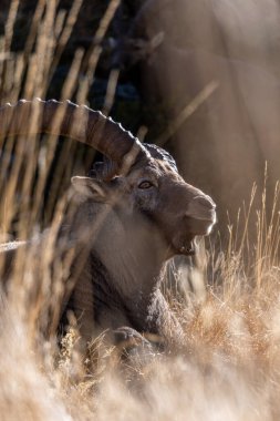 A close-up of a male alpine ibex lying on the ground among tall, yellow grass. clipart