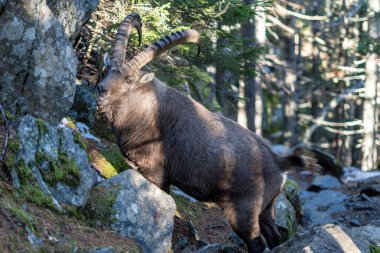 Male alpine ibex on a hiking path in a forest close to Argentiere, Chamonix valley, France. clipart