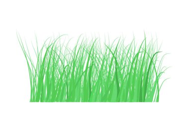 Yeşil çimenler beyaz arkaplanda. Ön bahçede çimenler çok popülerdir..