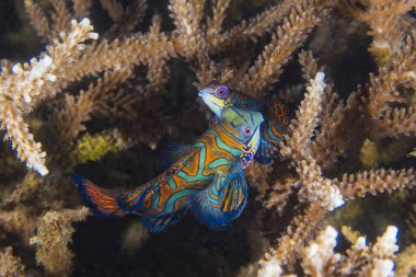 İki mandalina balığı bir mercanda yüzer..