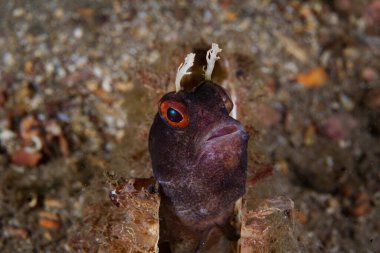 Çam ağacında bir harman