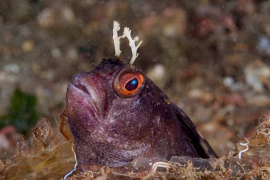 Çam ağacında bir harman