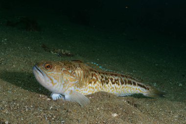 Weever balığı (Trachinus draco)