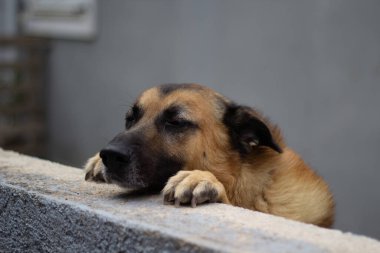 Bir Yunan kırsal kesiminde gururla ayakta duran görkemli bir Alman çoban köpeği. Bu resim, huzurlu ve kırsal bir ortamda çalışan asil bir köpeğin ruhunu yakalıyor. Hem gücünü hem de huzurunu gösteriyor.