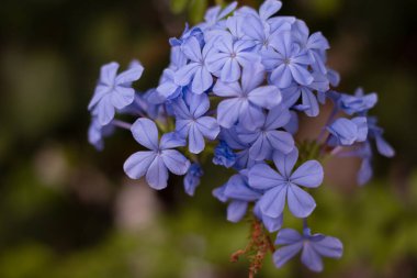 Fotoğrafta, narin mavi çiçeklerle süslenmiş gür bir Plumbago auriculata çalısı sergileniyor. Canlı çiçek kümeleri yeşilliğe karşı çarpıcı bir kontrastlık yaratır..