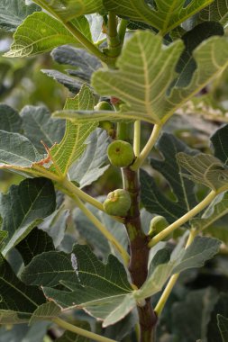 Fotoğrafta bahçedeki bir ağaçta büyüyen yeşil incirler yer alıyor. Dolgun, olgunlaşmamış incirler geniş, gür yaprakların arasına yerleşir..