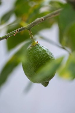 Resimli bir Yunan bahçesinde ağaçta asılı duran olgun limonların parlak ve güneşli bir fotoğrafı.