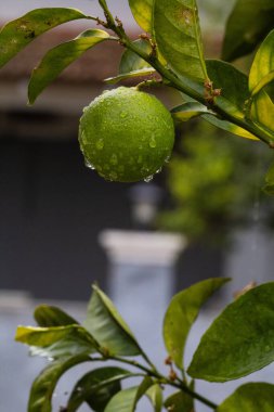 Bu görüntü, Akdeniz narenciye tarımının güzelliğini ve bir Yunan bahçesinin huzur dolu atmosferini yansıtıyor. Tazelik ve doğasını sergilemek için mükemmel..