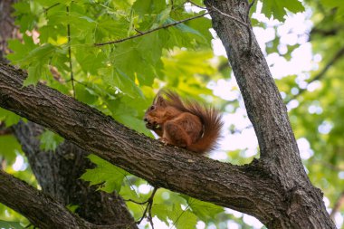 Ağaçta Fındık Yiyen Sincap