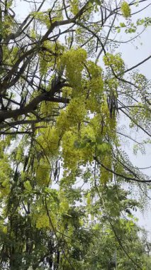 Cassia Fistula Çiçeklerinin Yakın Çekimi Altın Duş Ağacının Sarı Çiçekleri