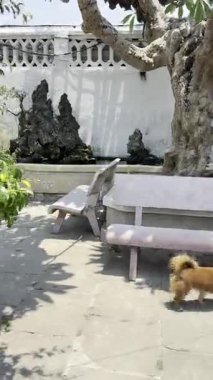 Vietnam Tapınağı Hoi An 'da Kaya Kurulumuyla Çeşmeden Köpek İçme Suyu
