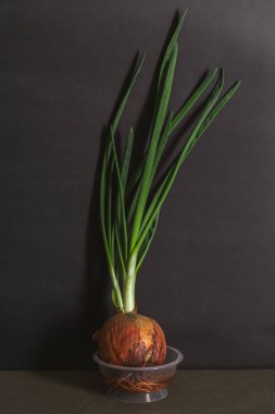 Evde taze soğan yetişiyor.