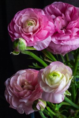 Pembe Ranunculus Buketi Bir Saksıda