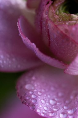 Çiy damlalı Ranunculus Yaprakları Macro Vuruşu