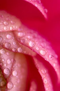 Su Damlacıklarıyla Narin Ranunculus Yaprakları