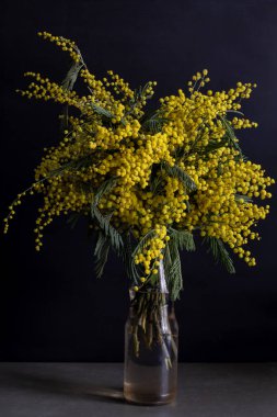 Cam bir vazoda canlı bir Mimosa Buketi
