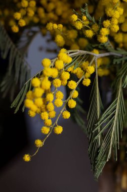 Yakından çekilen canlı mimoza çiçekleri