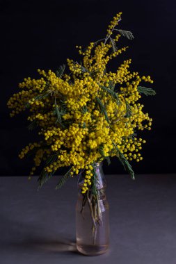 Cam bir vazoda canlı bir Mimosa Buketi