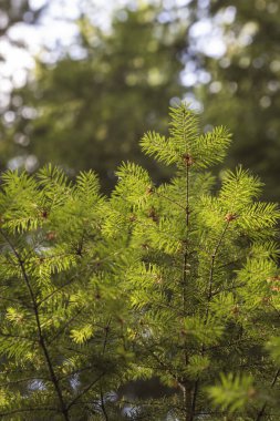 Sıcak güneş ışığıyla aydınlatılan ladin dalının yakın çekimi taze yeşil iğneleri ve doğal orman atmosferini vurguluyor..