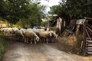 Yeşil çayırlarda otladıktan sonra çiftliğe dönen bir koyun sürüsünün akşam manzarası. Huzurlu çiftlik hayatı manzarası. Bansko, Bulgaristan, 29 Haziran 2025