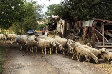 Koyun sürüsü gün batımında açık alanda otladıktan sonra ağıllarına doğru yavaşça hareket ediyor. Sakin bir pastoral an..