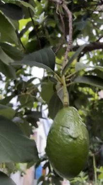 Vietnam 'da yaz mevsiminde ağaçta yetişen yeşil avokadoların yakın plan çekimi. Canlı yapraklar ve sağlıklı meyveler tropikal tarımın özünü yakalar..