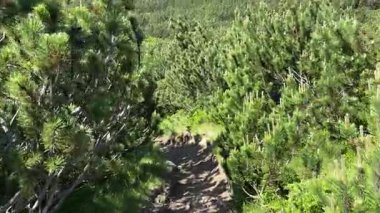 Pirin Mtn, Bulgaristan: Manzaralı yaz gezisi. Cüce çam ağaçlarını ve tahta kaldırımları ıslak alanlarda dolaşın. Yüksek irtifa güzelliği.