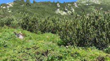 Bulgaristan 'ın Pirin Dağı' nda canlı bir yaz manzarası, açık mavi gökyüzü altında yoğun yeşil çam ormanları ve çimenli yamaçlar sergiliyor. Doğa, seyahat ve çevre temaları için ideal.