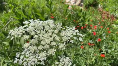 Bulgaristan 'ın Pirin Dağları' nda açan renkli kır çiçekleri. Parlak yaz bitkileriyle doğal manzara..
