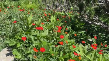 Pirin, Bulgaristan: Resimli yaz dağları. Kızıl kır çiçekleri, yeşil yapraklar ve cüce çam ağaçları berrak mavi gökyüzünün altındaki çarpıcı bir vadi boyunca uzanan dolambaçlı bir yol boyunca uzanır..