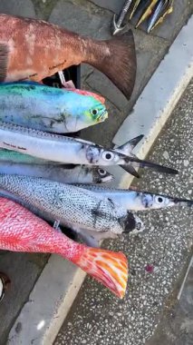 Yunanistan 'ın Kavala kentindeki taştan bir yüzeyde, balık, çelenk ve kırmızı levrek gibi canlı balık şekilli yastık koleksiyonu sergilendi..