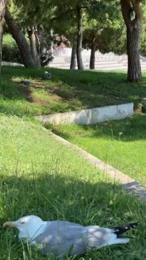 Bir martı, parlak yaz güneşinin altında uzun yeşil çimenlerde huzur içinde yatar. Kuş, arka planda ağaçlar ve beton sınırlarıyla halka açık bir parkta rahat görünüyor..