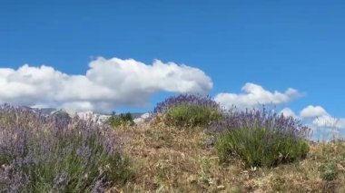 Uçsuz bucaksız lavanta tarlaları mavi gökyüzü altında, kabarık bulutlar ve görkemli karla kaplı dağlar altında çiçek açar. Nefes kesici bir yaz manzarası.