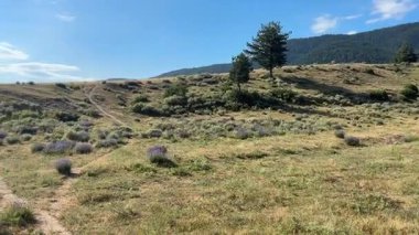 Sırt çantalı bir adam güneşli bir günde mor kır çiçekleri ve kuru çimenler arasında manzaralı bir toprak yolda yürüyor. Bulgaristan 'ın Bansko kentinde kayan tepeler ve orman dağları zemin oluşturuyor.