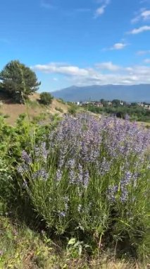 Bulgar köyü ve görkemli dağlarıyla birlikte lavanta tarlaları çiçek açtı. Bulgaristan 'da Bansko' nun dingin yaz güzelliğini yakaladı.