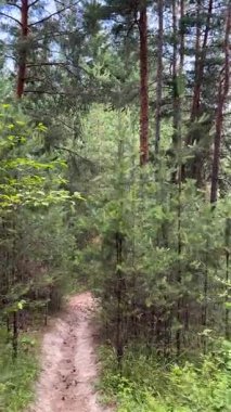 Dar, kumlu bir patika, parlak bir günde gür, yemyeşil bir çam ormanında dolanıyor. Huzurlu orman manzarası doğa yürüyüşleri ve keşifler için mükemmeldir..