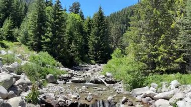 Temiz su, yeşil çam ağaçlarıyla çevrili kayalık bir dereden aşağı dökülüyor. Bulgaristan 'ın Pirin Dağları' nda sakin ve güneşli bir manzara.