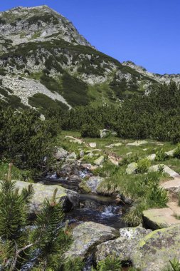 Bulgaristan 'ın Pirin Ulusal Parkı' nda güzel bir yaz manzarası. Berrak bir dağ deresi, yemyeşil bitki örtüsüyle çevrili arka planda görkemli bir tepe ile kayaların üzerinden akar..