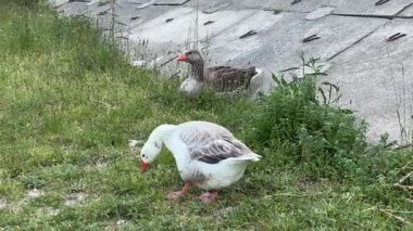 İki yerli kaz, biri beyaz ve biri gri, yemyeşil çimenli bir bankada görülürler. Biri huzur içinde otlarken, diğeri beton eğimli bir yapı tarafından dinleniyor..