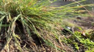 Yakın plan: Kuru, kayalık yolda, yeşil çimenli, doğal ışık altında kara böcek. Dışarıda yiyecek arıyor..