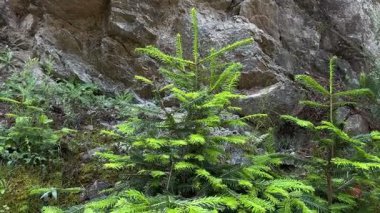 Kozalaklı bir ormandaki yeşil dallarda canlı yeni büyümenin yakın çekimi. Yeşillik doğal bir zemine karşı taze, parlak iğneler sergiliyor..